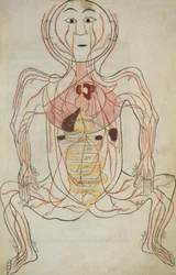 The Human Internal Organs and Circulatory System, illustration from Tashrih al-badan